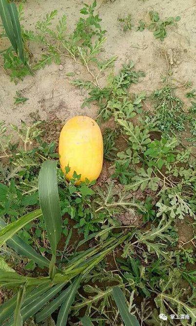 52吃瓜爆料免费吃瓜视频,免费畅享热门吃瓜视频盛宴 第3张 52吃瓜爆料免费吃瓜视频,免费畅享热门吃瓜视频盛宴 第3张